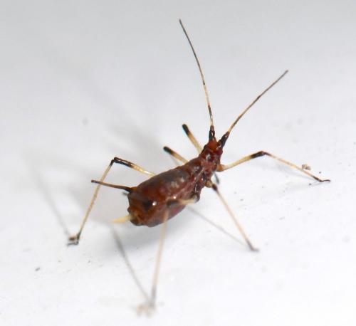 Réf. 330 337 : Macrosiphum rosae